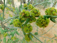 Condalia globosa globosa