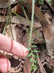 Phyllanthus virgatus