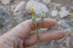 Crepis intermedia