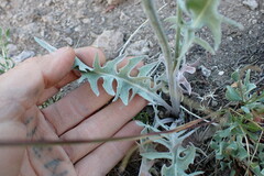 Crepis intermedia