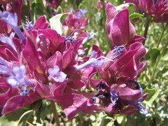 Salvia pachyphylla
