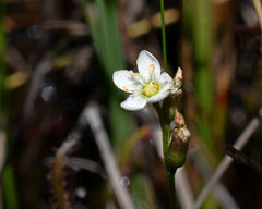 Drosera linearis