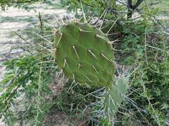 Opuntia caracassana