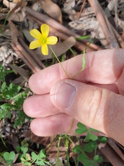 Oxalis chnoodes