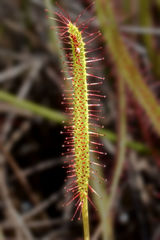 Drosera linearis