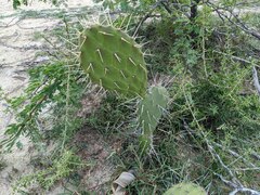 Opuntia caracassana