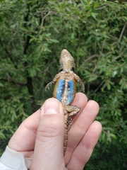 Sceloporus anahuacus