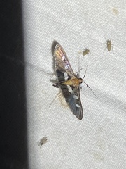 Desmia subdivisalis