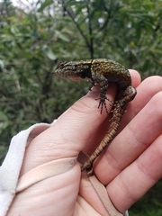 Sceloporus anahuacus
