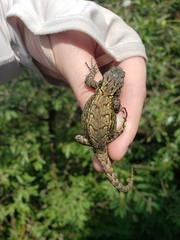 Sceloporus anahuacus