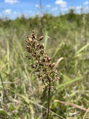Stenanthium densum