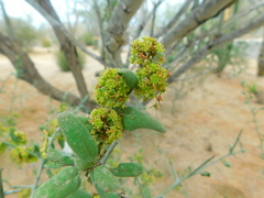 Condalia globosa globosa