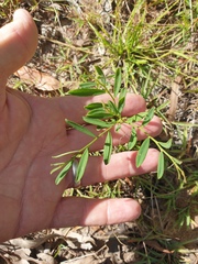 Synostemon hirtellus