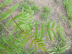 Sorbaria tomentosa