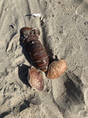 Romaleon antennarium