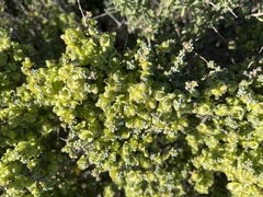 Maireana pyramidata