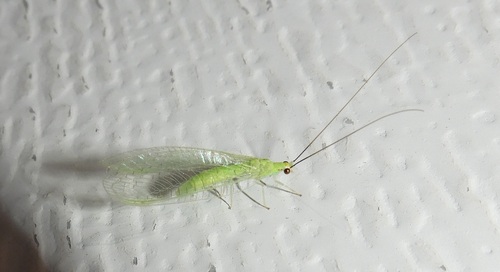 Stripe-horned Green Lacewing photo 5
