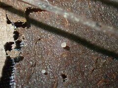 Hymenoscyphus albopunctus