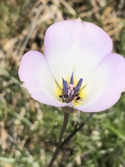 Calochortus invenustus