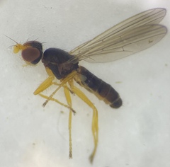 Anthomyzidae