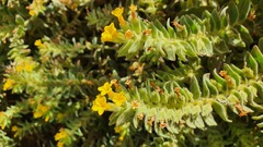 Alkanna orientalis