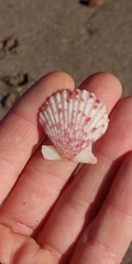 Aequipecten tehuelchus