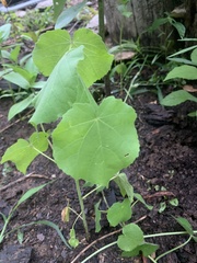 Abutilon theophrasti