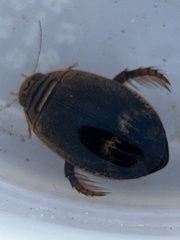 Acilius abbreviatus