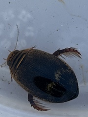 Acilius abbreviatus