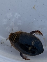 Acilius abbreviatus