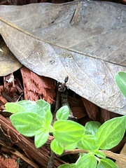 Odontomachus brunneus