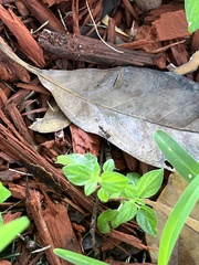 Odontomachus brunneus