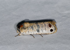 Biocellata praeclara