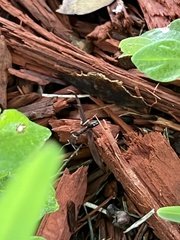 Odontomachus brunneus