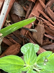 Odontomachus brunneus