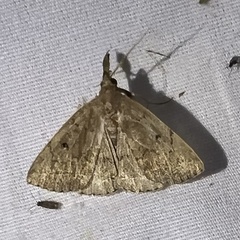 Zanclognatha protumnusalis