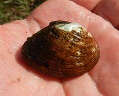 Truncilla donaciformis