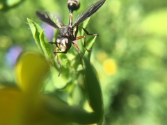 Physocephala furcillata
