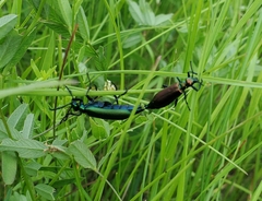 Lytta nuttalli