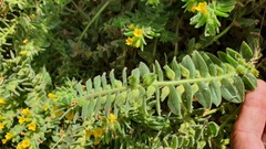 Alkanna orientalis
