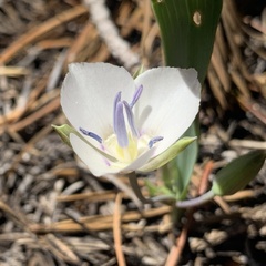 Calochortus minimus