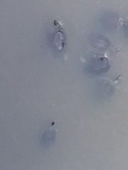 Trachemys stejnegeri