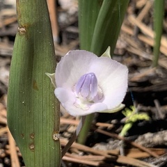Calochortus minimus