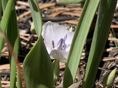 Calochortus minimus
