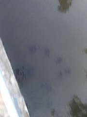 Trachemys stejnegeri