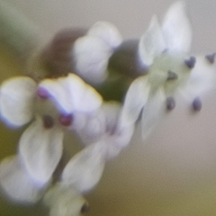Helosciadium inundatum