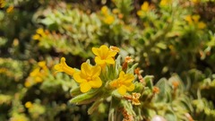 Alkanna orientalis