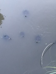 Trachemys stejnegeri