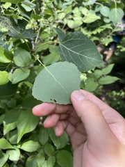 Populus davidiana
