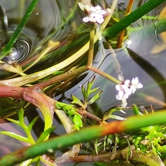 Helosciadium inundatum
